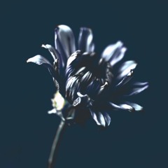 Pleiades' Gift