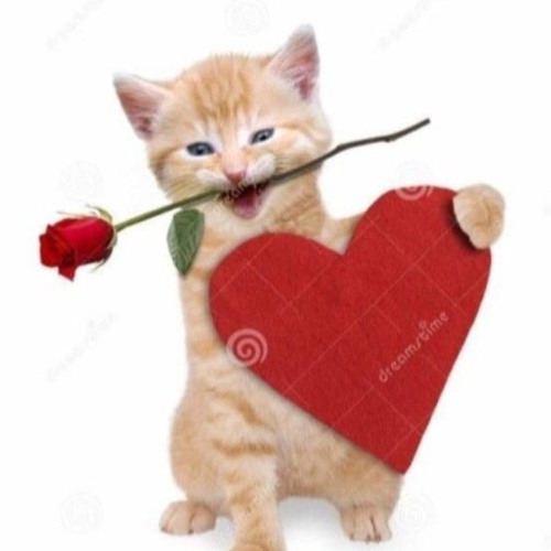 Stream boots and cats sonic the hedgehog by charlotte (knuckles