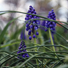 determination for a day