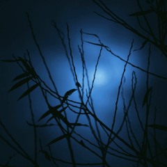 moonlight rest