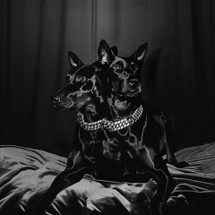 Dobermann