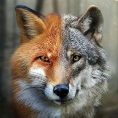 “GO CRAZY” - REAL TRAP WOLF x MATT FOX