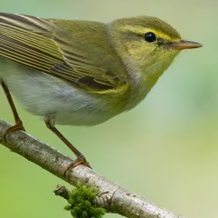 Wood Warbler Song - MixPre - 5741