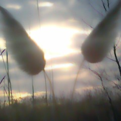 透明なスケルトン