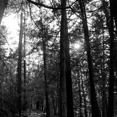 whipz - superjump_wav