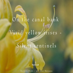 halF yelloW [naviarhaiku494]