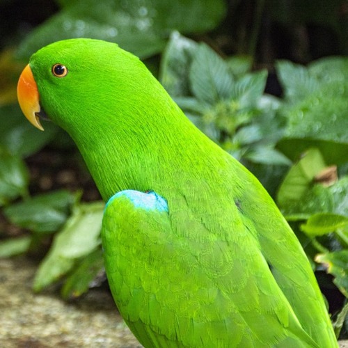 Stream Audio Combat S2 06 - Beach Parrot by Synthfox Soundworks ...