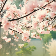 Cherry_blossoms