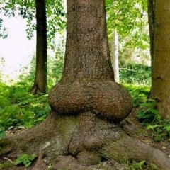 Şamar X Kral - Çok Erkekseniz Yarramıza Bekleriz (DİSSTRACK)