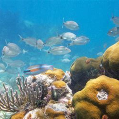 Best Florida Keys Reef Snorkel Sail Adventure Prices Reviews