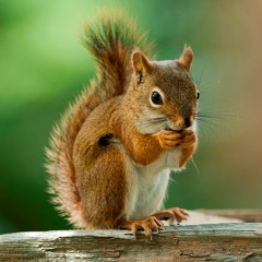 Săn Sóc Beat by mrdd47