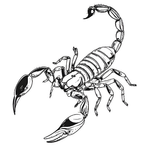Scorpion