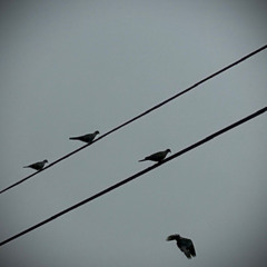 Birds (Mix A)