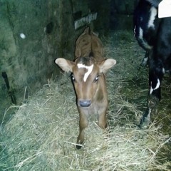 SevynTeen Lyfestyle Freestyle