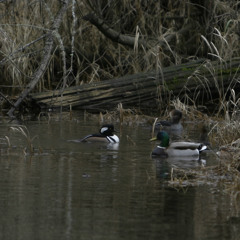 I got you! (whose phone is that?)