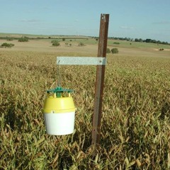 Native Budworm Podcast