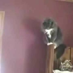 RUN {some guy yells at some cats}