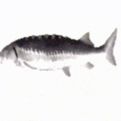 Fish music