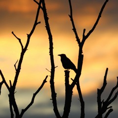 Observations Of A Roman Soldier