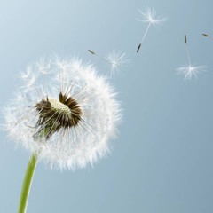 DKODA - Float On By (LDSR 229)