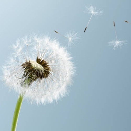 DKODA - Float On By (LDSR 229)