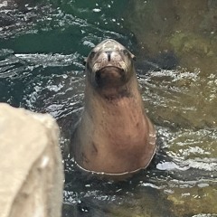 7 25 25