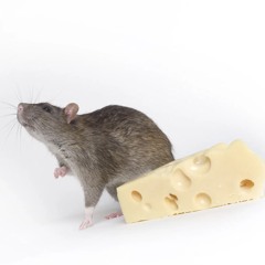 CHEESE (2wo2imes)