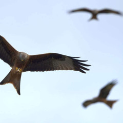 Red Kites