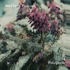 Melifera Podcast 14 | Polygonia