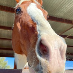 Podcast Assignment: Equine Therapy