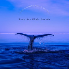 ASMR Calming Whale Sounds