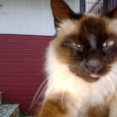 mesmo que a gente mude...