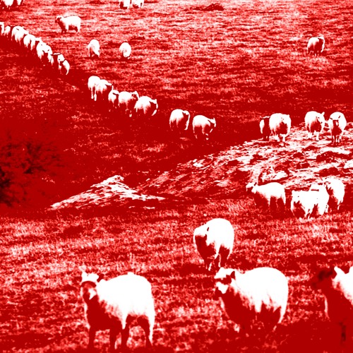 Here Comes The Flock (prod.20prettyhusky)