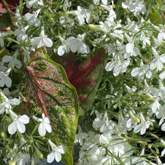 june 23, her september