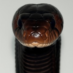 Tingz:Finalform:Tarus.mp3