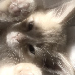 🌟