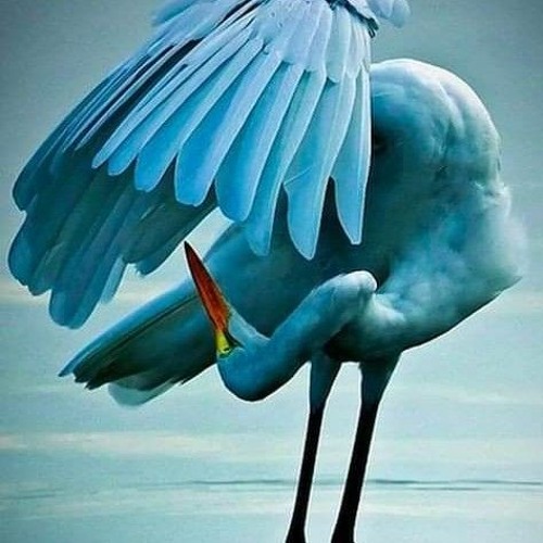 مقام النهاوند  🔥واتل ما أوحي إليك من كتاب ربك 💙🌺