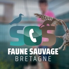 PODCAST - GRAND LARGE, SOS Faune Sauvage Bretagne, le Samu des animaux