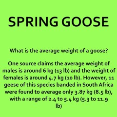 Spring Goose - Thrifty