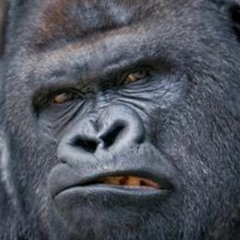 🦍🦍