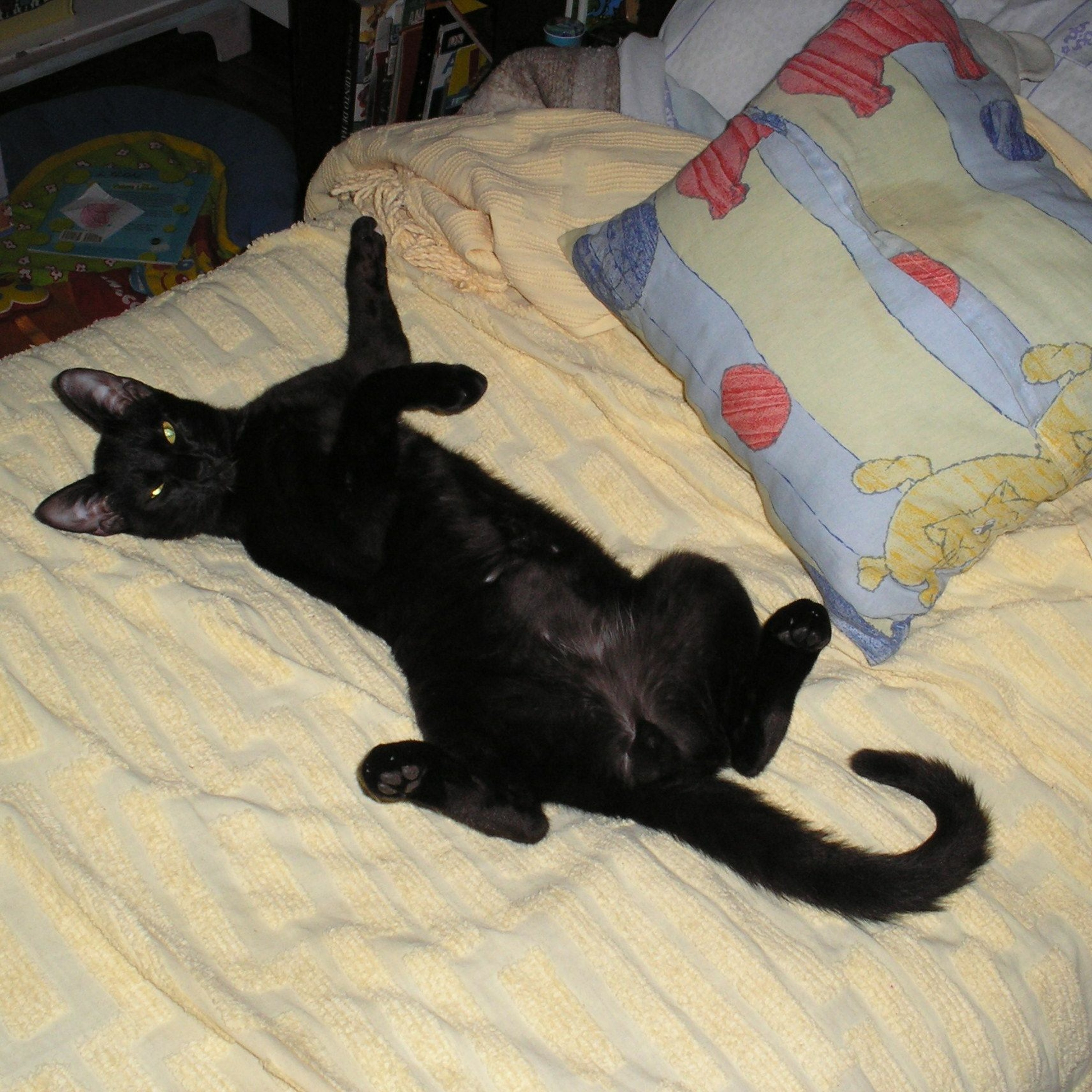Es Meró El Gato Más Negro Que Yo Ví? episode artwork