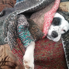 Dogs can dream too