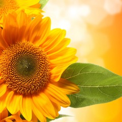 The Smiling Sunflower《微笑的向日葵》