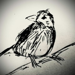 Staring At Starlings