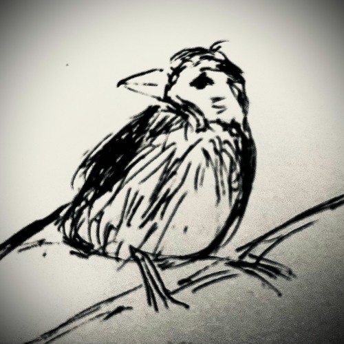Staring At Starlings