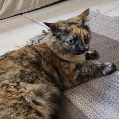 Melô de Festa Junina Que Não Postei