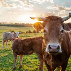 AKA_PLUS b2b ROWAN - Asturias