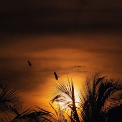 @pradaplugg - birds (prod.gfelds)