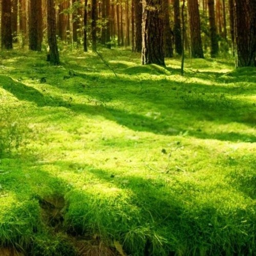 Hypnoflow/MEDITATION - Slowdown HYPNOSE #N E W#