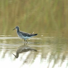 SANTUARIO - Sanctuary